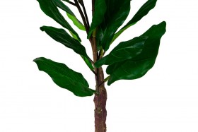 Искусственные растения Фикус лирата MK-7407-FC Темно-зеленый в Олёкминске - olyokminsk.katalogmebeli.com | фото 2