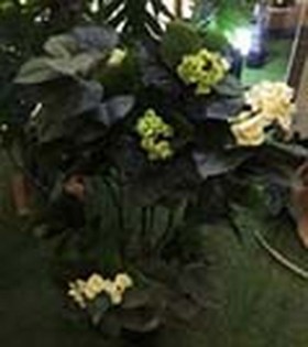 Искусственные растения Гортензия кремовая MK-7410-HW Темно-зеленый в Олёкминске - olyokminsk.katalogmebeli.com | фото 2