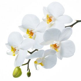 Стол обеденный Танго белый/Орхидея в Олёкминске - olyokminsk.katalogmebeli.com | фото 3